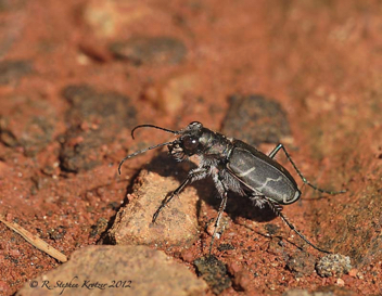 Cicindela tranquebarica